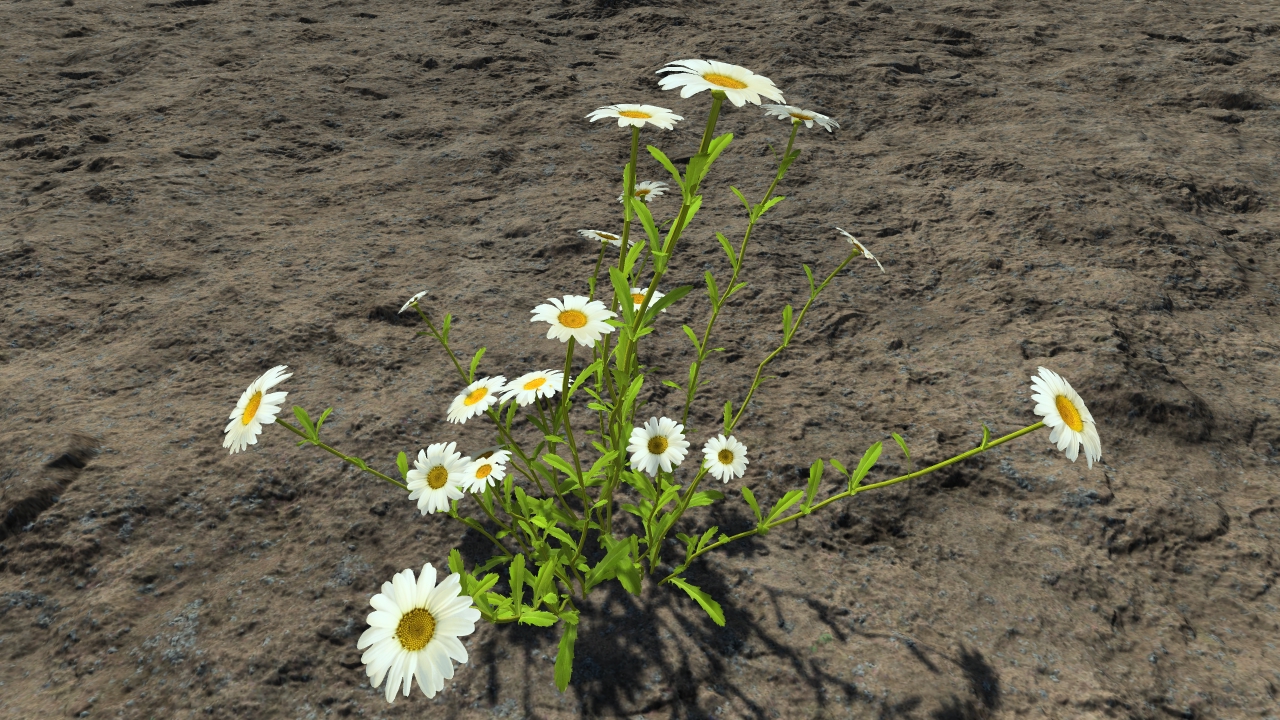 White daisies_1