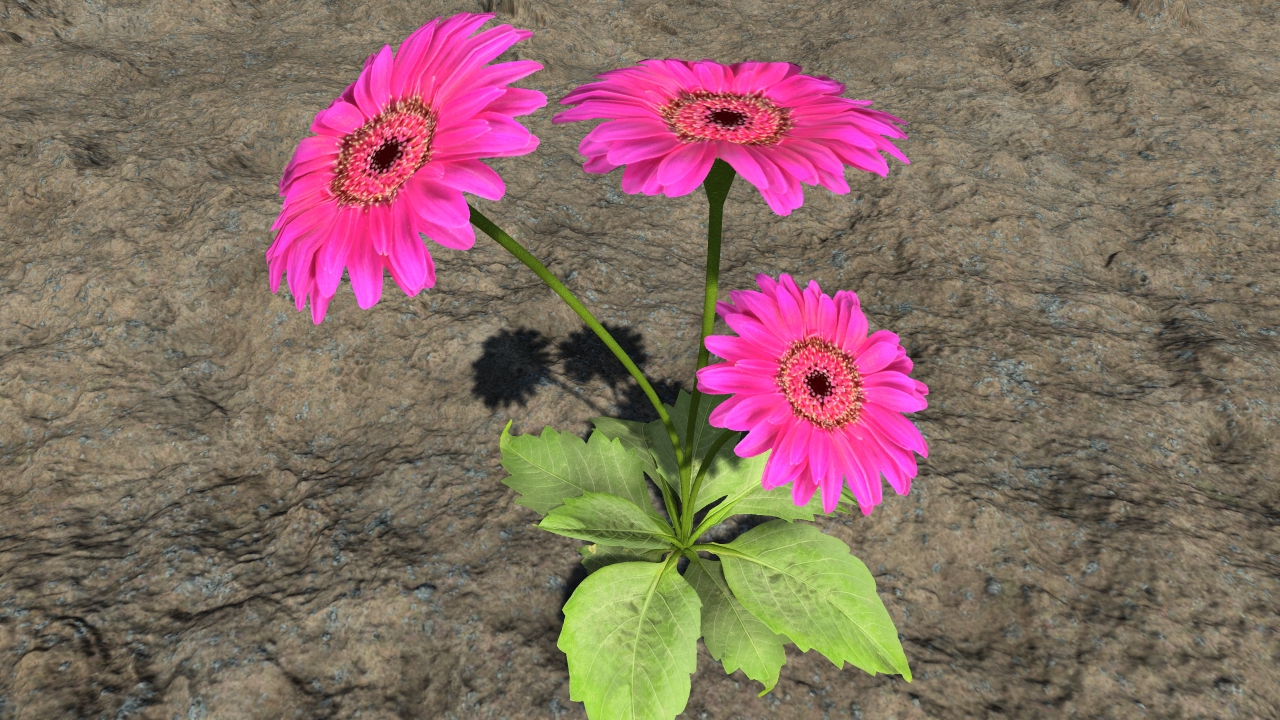Pink gerberas_1