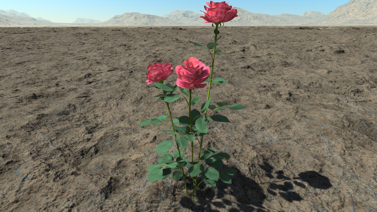 Pink rosebushes_5