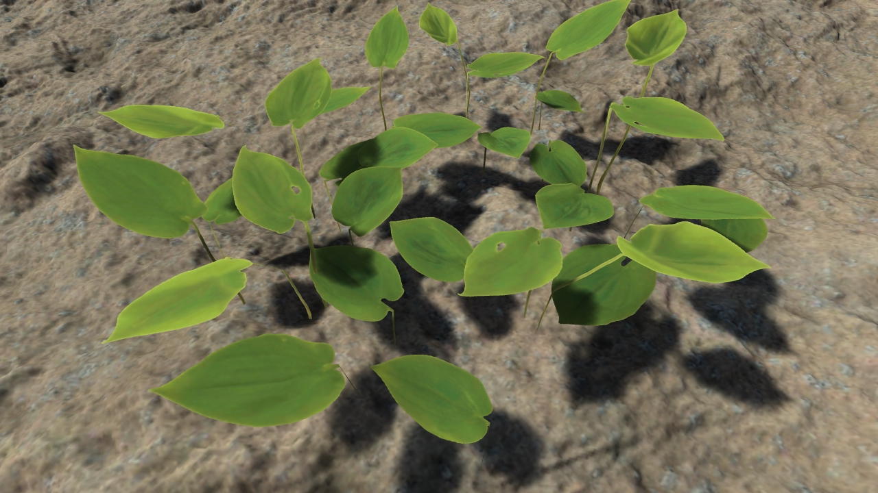 Small forest plants_1