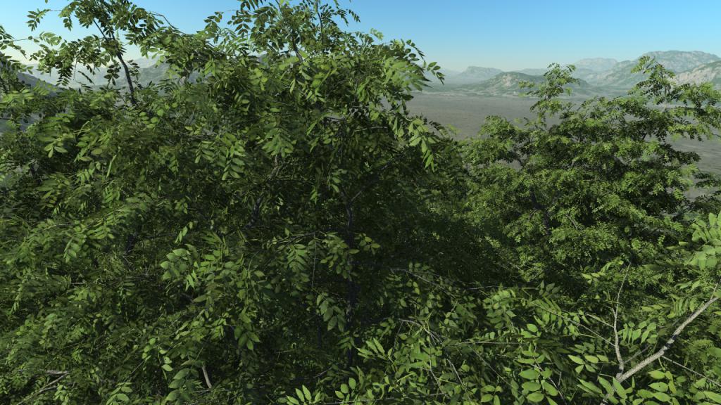 Summer ash trees