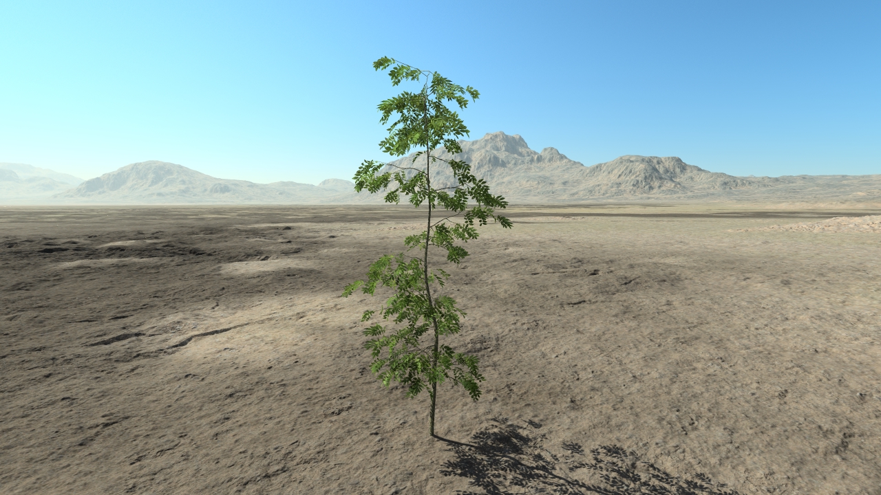 Summer ash trees_8