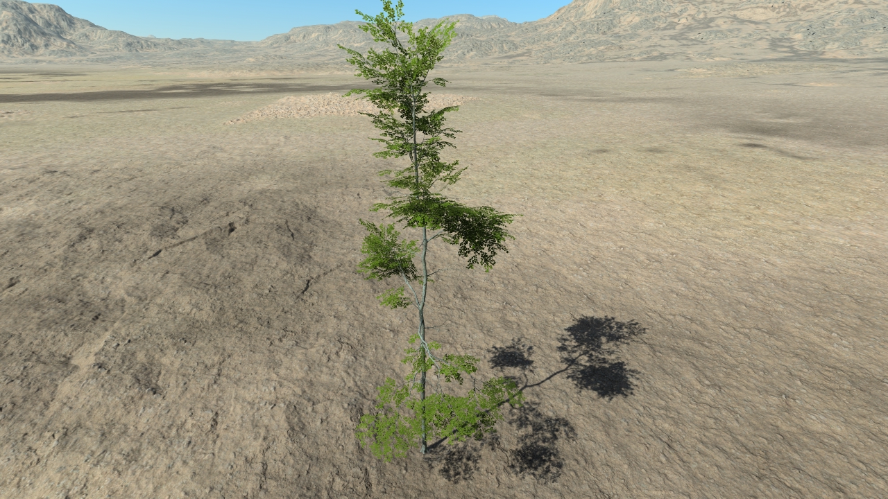 Summer beech trees_8