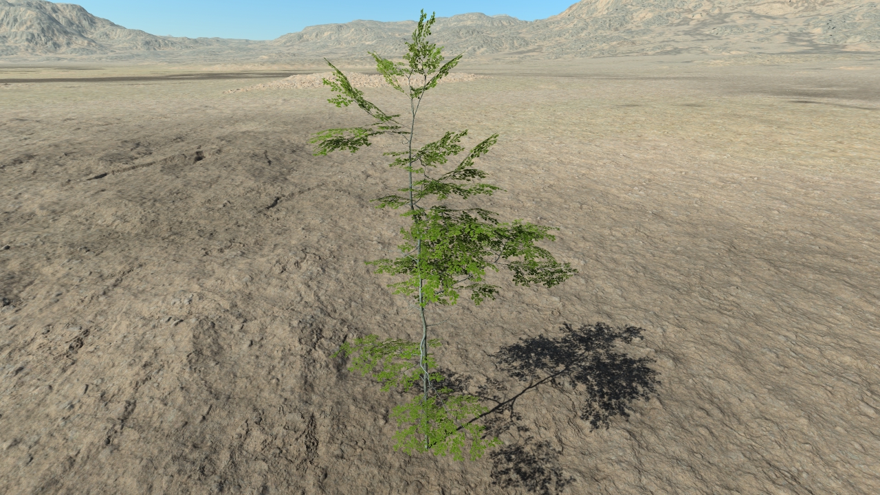 Summer beech trees_9