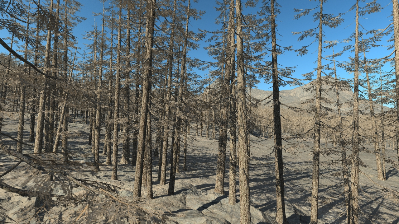 Dead fir trees_1